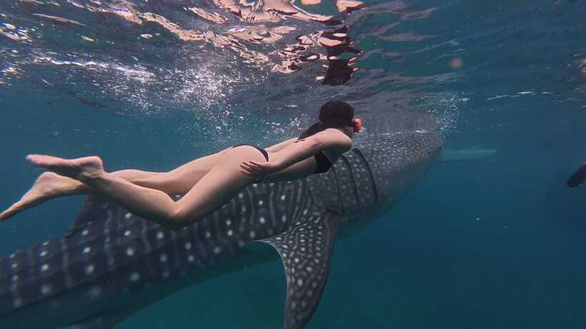Cebu Oslob Whaleshark, Moalboal Sardines Run&Inambakan Falls - Early pickup and the first ride to Oslob