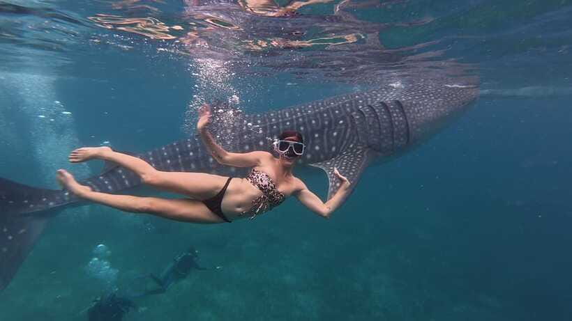 Cebu Oslob Whaleshark, Moalboal Sardines Run&Inambakan Falls - The Moalboal sardine run is the day’s strongest water activity
