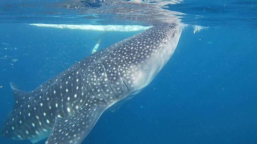 Cebu: Oslob Whaleshark & Sardines Run Snorkeling Day Tour - Oslob whale sharks at the start of the day