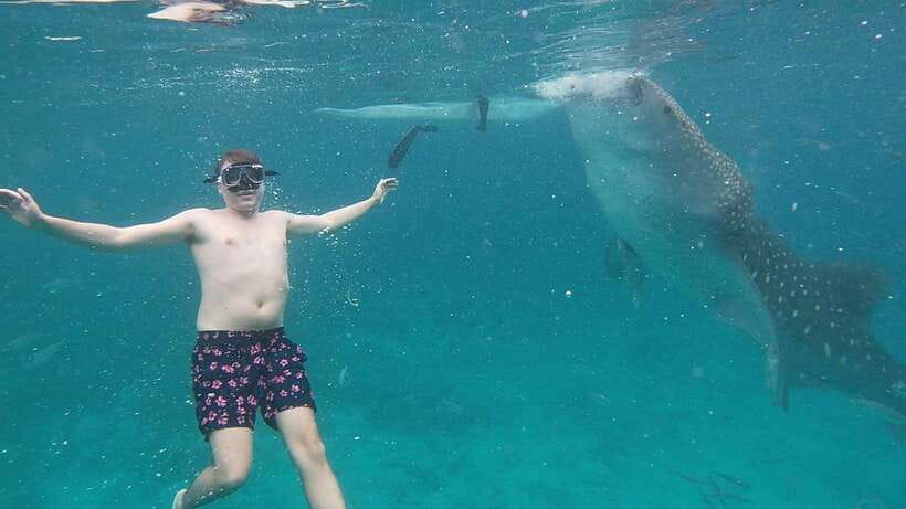 Cebu: Oslob Whaleshark & Sardines Run Snorkeling Day Tour - FAQ