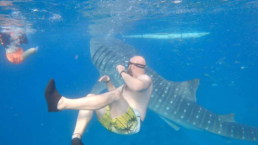 Cebu: Oslob Whaleshark & Sardines Run Snorkeling Day Tour - Turtle snorkeling beside the reef
