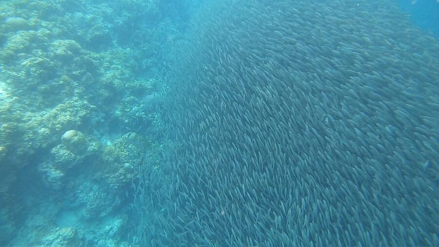 Cebu: Oslob Whaleshark & Sardines Run Snorkeling Day Tour - What the guides and transport add