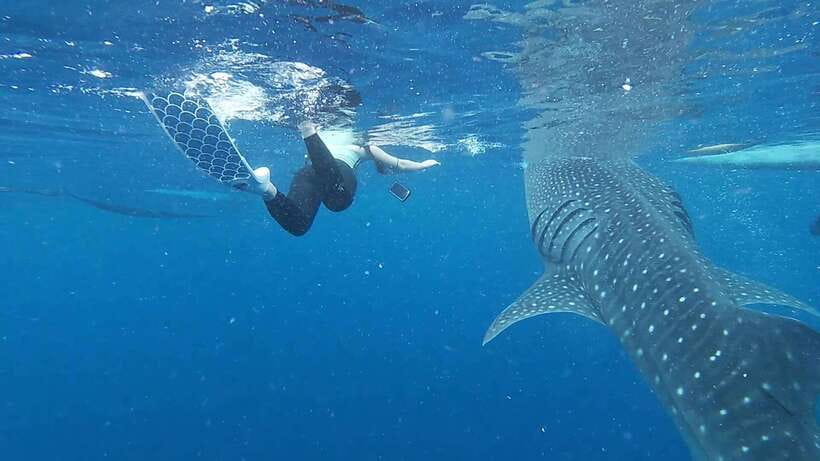 Cebu: Oslob Whaleshark & Sardines Run Snorkeling Day Tour - Is $108 a fair price?