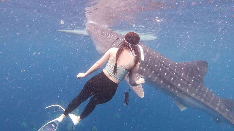 Cebu: Oslob Whaleshark & Sardines Run Snorkeling Day Tour - Who should book this Cebu day tour?