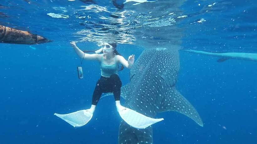 Cebu: Oslob Whaleshark & Sardines Run Snorkeling Day Tour - Should you book it?