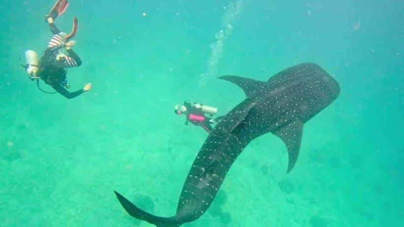 Cebu: Oslob Whaleshark Scuba Diving & Sumilon Sanctuary - Whale sharks first, coral gardens second