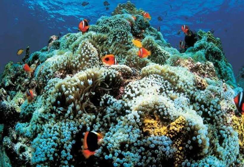 Cebu: Oslob Whaleshark Scuba Diving & Sumilon Sanctuary - Cancellation, timing, and access notes