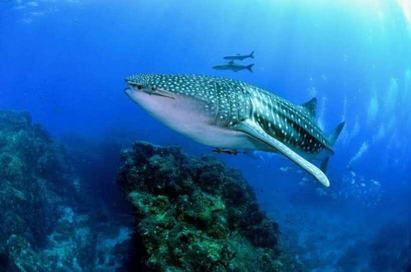Cebu: Oslob Whaleshark Scuba Diving & Sumilon Sanctuary - What the Oslob whale shark session is really like