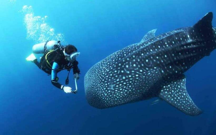 Cebu: Oslob Whaleshark Scuba Diving & Sumilon Sanctuary - The 15-minute boat ride to Sumilon Island