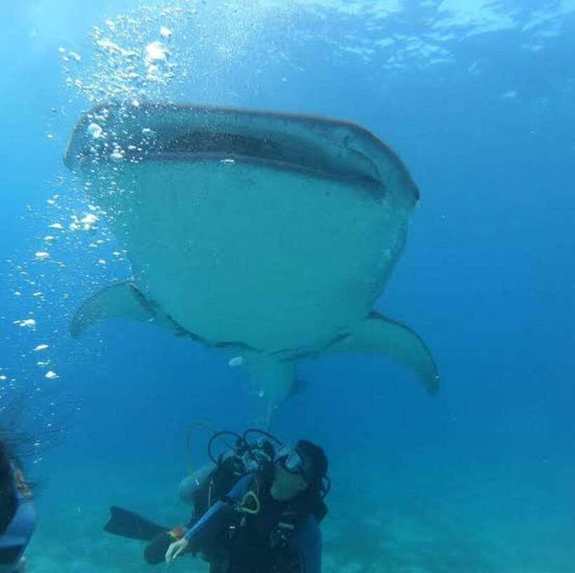 Cebu: Oslob Whaleshark Scuba Diving & Sumilon Sanctuary - The guides and transport can shape the day