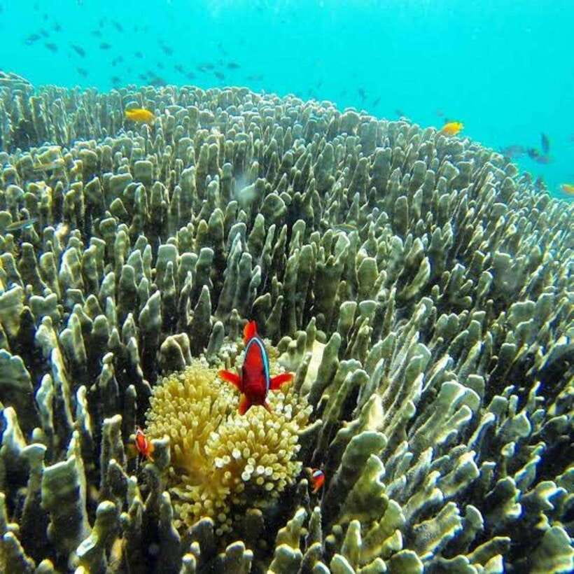 Cebu: Oslob Whaleshark Scuba Diving & Sumilon Sanctuary - What the $251 price includes