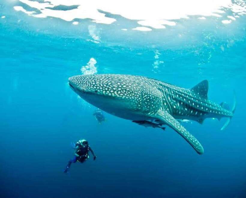Cebu: Oslob Whaleshark Scuba Diving & Sumilon Sanctuary - Practical packing for a wet, active morning