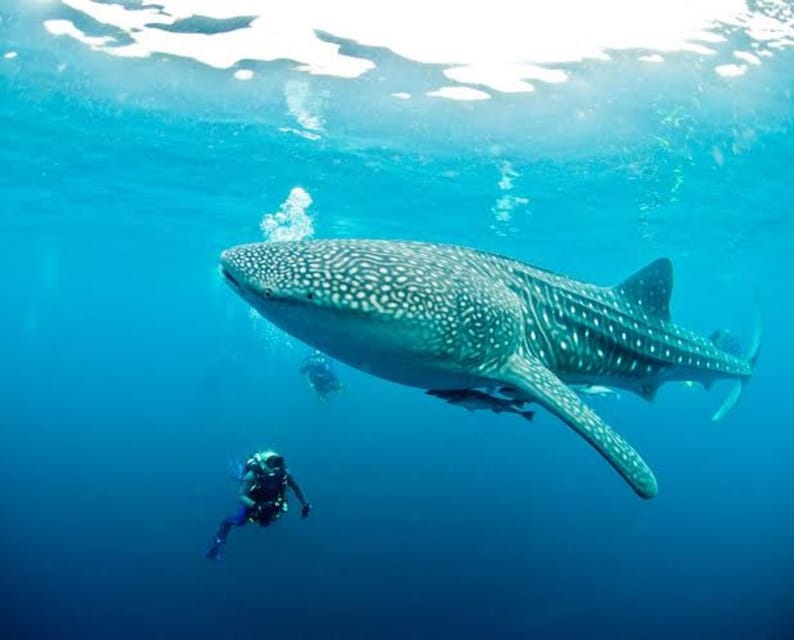 Cebu: Oslob Whaleshark Scuba Diving & Sumilon Sanctuary - Who should book this Cebu tour
