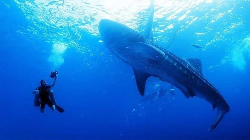 Cebu: Oslob Whaleshark Scuba Diving & Sumilon Sanctuary - A short breakfast break after the first session