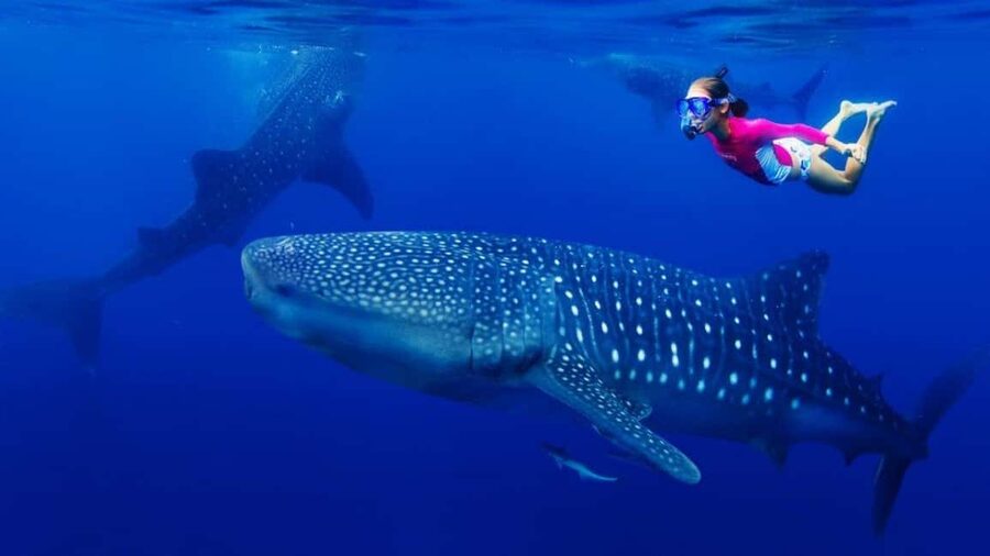 Cebu Oslob Whaleshark, Tumalog Falls&Sumilon Island(Private) - Key points at a glance