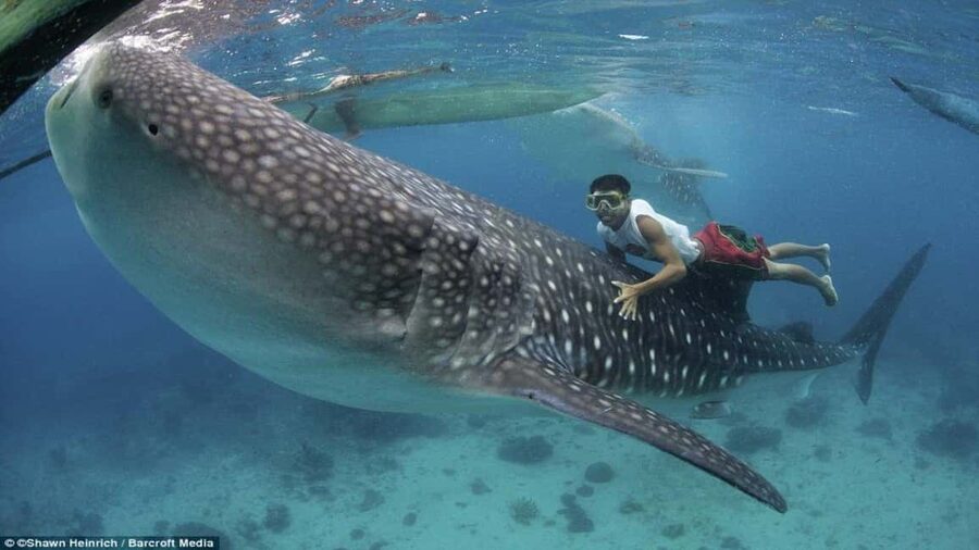 Cebu Oslob Whaleshark, Tumalog Falls&Sumilon Island(Private) - Sumilon Island, lunch, and the need for sun protection
