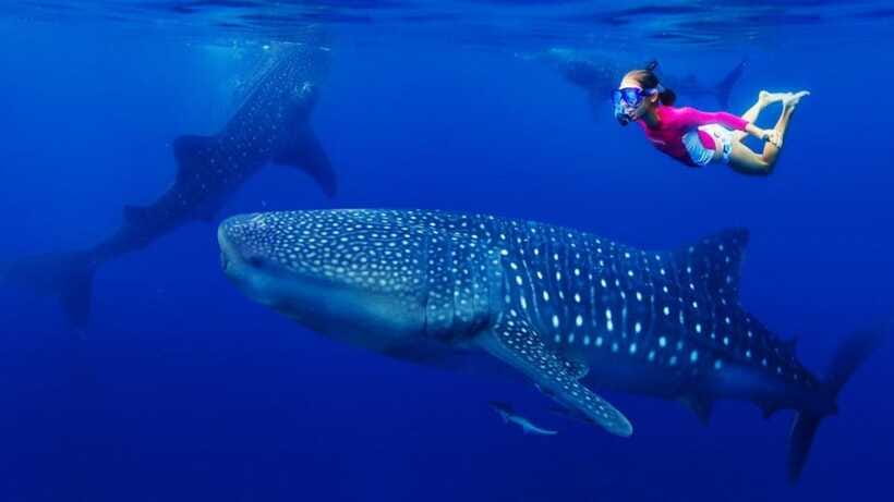 Cebu Oslob Whaleshark, Tumalog Falls&Sumilon Island(Private) - Who will enjoy this private Cebu day