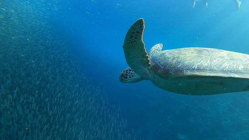 Cebu: Osmeña Peak hike and Sardines Run Snorkel adventure - Who should book this Cebu combination?