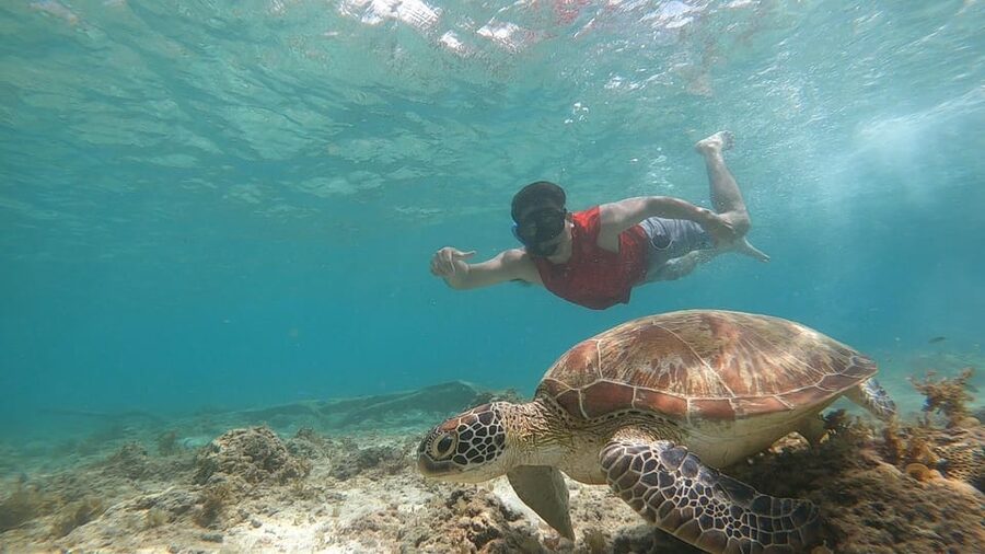 Cebu: Osmeña Peak hike and Sardines Run Snorkel adventure - From mountain air to Moalboal water