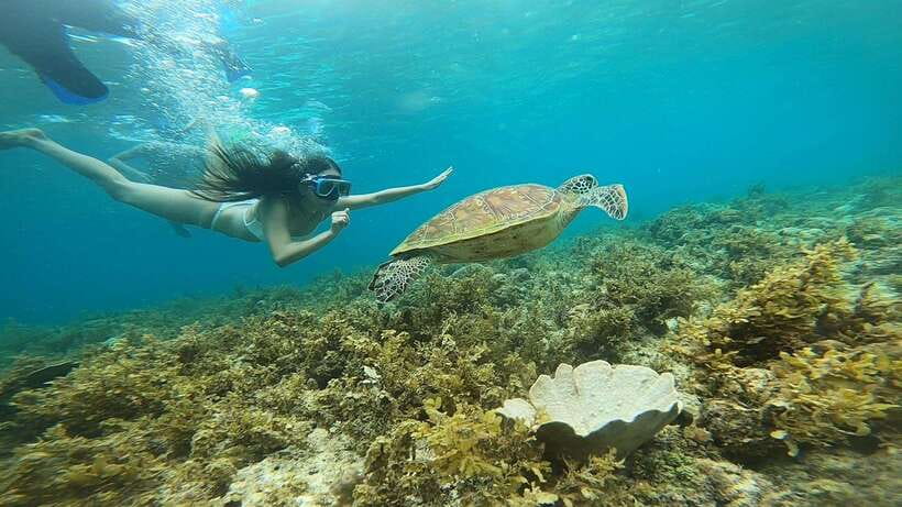 Cebu: Osmeña Peak hike and Sardines Run Snorkel adventure - Transport, timing, and the real cost