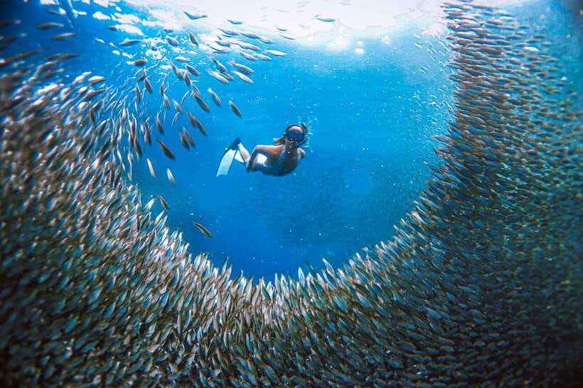 Cebu: Pescador Island, Sardines run and Kawasan Canyoneering - Morning at Moalboal: turtles, coral, and the sardine run