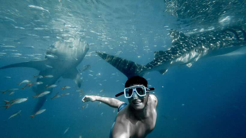 Cebu: Private Sumilon Island & Optional Whale Shark Swim - The big choice: whale sharks first or Sumilon Island only