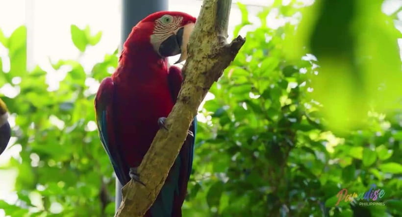 Cebu Safari & Adventure Park: Wildlife Tour with Transfers - Key points at a glance