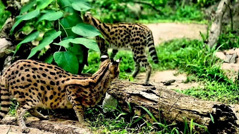 Cebu Safari & Adventure Park: Wildlife Tour with Transfers - The long road from Cebu to Carmen
