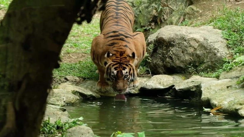 Cebu Safari & Adventure Park: Wildlife Tour with Transfers - Close encounters and feeding sessions