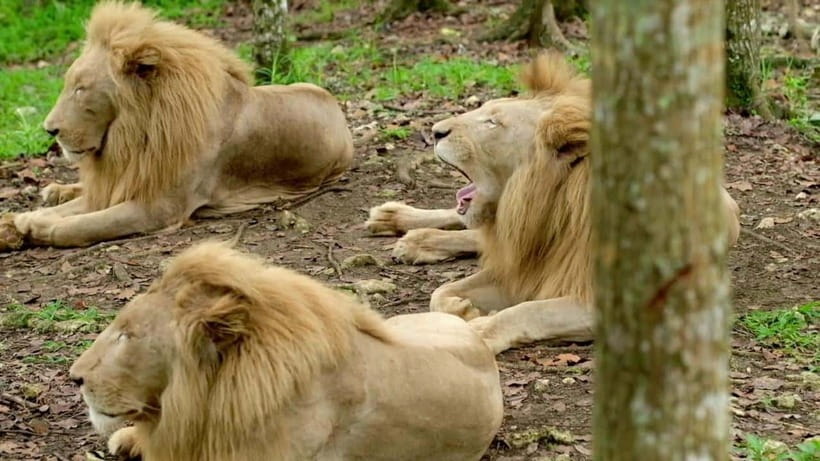 Cebu Safari & Adventure Park: Wildlife Tour with Transfers - Shows and conservation lessons