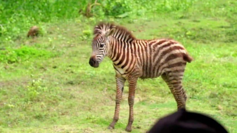 Cebu Safari & Adventure Park: Wildlife Tour with Transfers - The hills are part of the experience