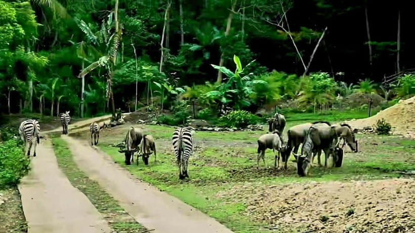Cebu Safari & Adventure Park: Wildlife Tour with Transfers - Timing, comfort, and what to pack