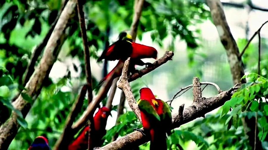Cebu Safari & Adventure Park: Wildlife Tour with Transfers - Who will enjoy this day most