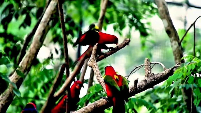 Cebu Safari & Adventure Park: Wildlife Tour with Transfers - Six hours among animals and forest