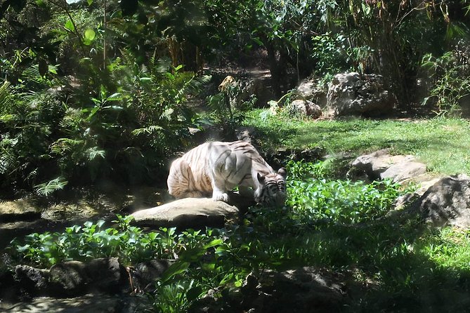 Cebu Safari and Adventure Park - Key points to know before booking
