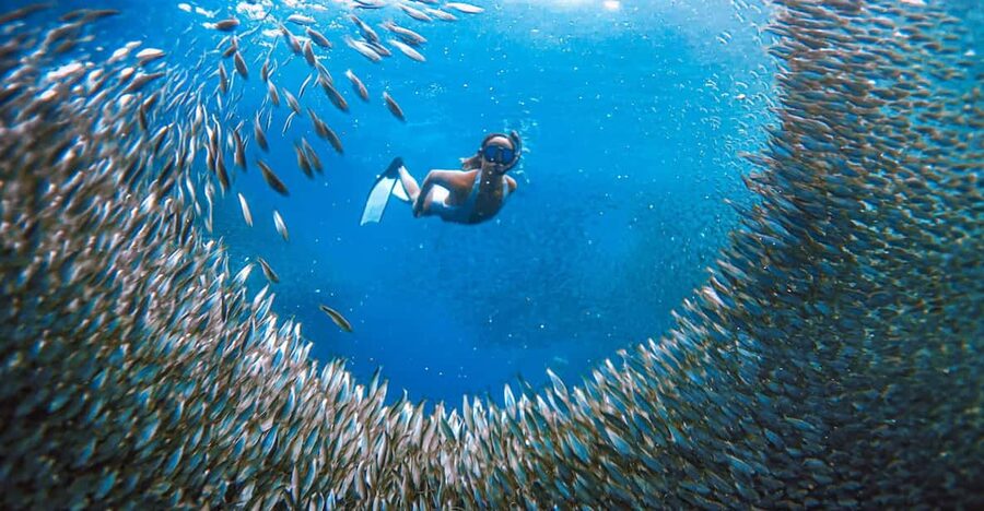 Cebu: Sardine Run Snorkeling, Mantayupan Falls & ATV Thrills - Should you book this tour?