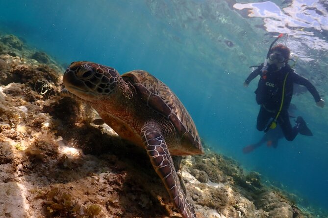 Cebu: Scuba Diving Experience beach entry in Mactan - A gentle first look beneath Mactan’s shoreline