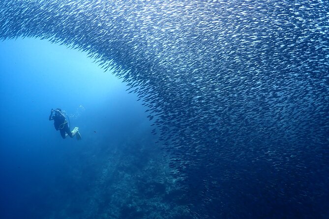 Cebu: Scuba Diving Experience beach entry in Mactan - The instructors and the private format