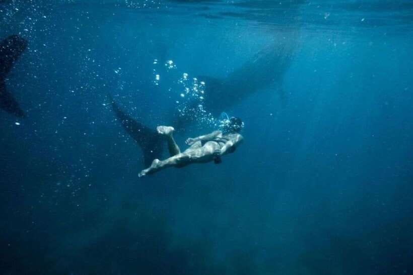Cebu: Sumilon Sand Bar, Whale Sharks & Sardines Snorkeling - Why this Cebu day trip is so popular