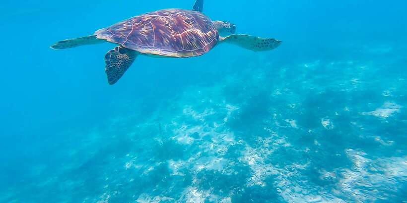 Cebu: Sumilon Sand Bar, Whale Sharks & Sardines Snorkeling - Moalboal’s sardine run and turtle search