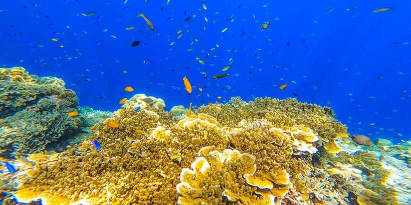 Cebu: Sumilon Sand Bar, Whale Sharks & Sardines Snorkeling - What the private format really gives you