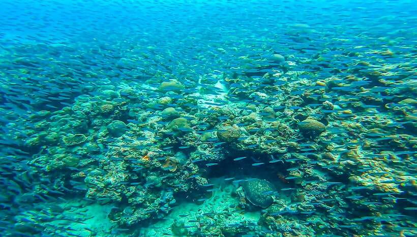 Cebu: Sumilon Sand Bar, Whale Sharks & Sardines Snorkeling - Who should book this Cebu adventure?