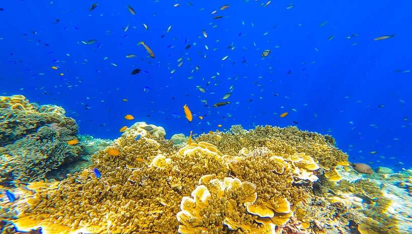 Cebu: Sumilon Sand Bar, Whale Sharks & Sardines Snorkeling - The 2 a.m. start and the road to Oslob