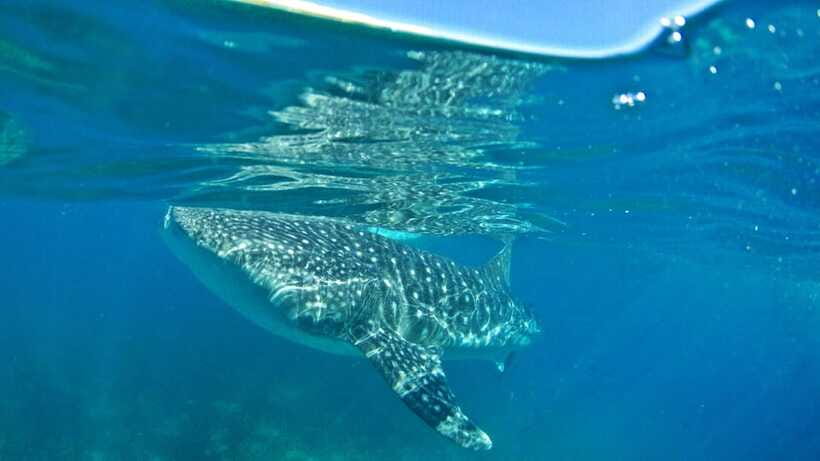 Cebu: Whale Shark Encounter and Kawasan Canyoneering - Transport, group size, and the value of $110