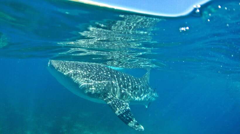 Cebu: Whale Shark Encounter and Kawasan Canyoneering - The morning whale shark encounter