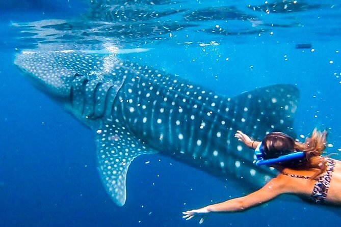 Cebu Whale Shark Encounter, Moalboal Sardines & Tumalog Falls - What this Cebu day trip really asks of you