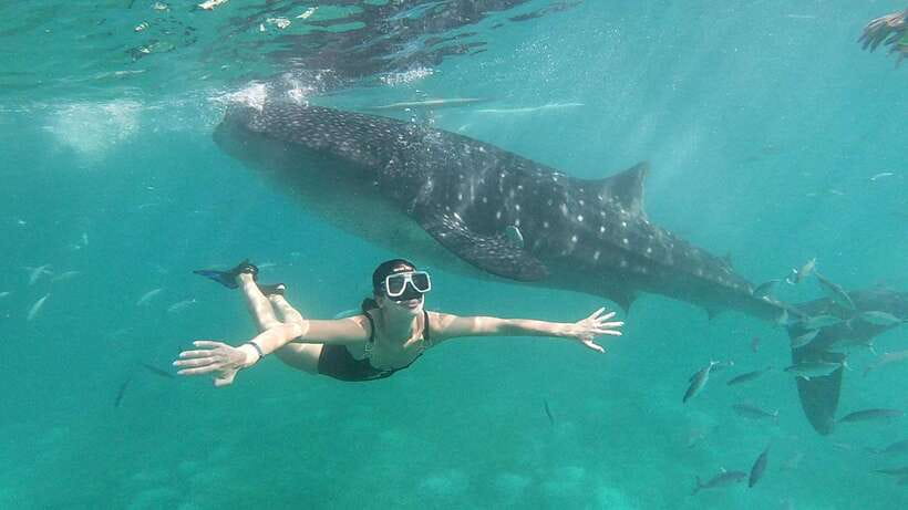 Cebu: Whale Shark, Inambakan Falls & Moalboal Sardine Tour - Who will enjoy this most