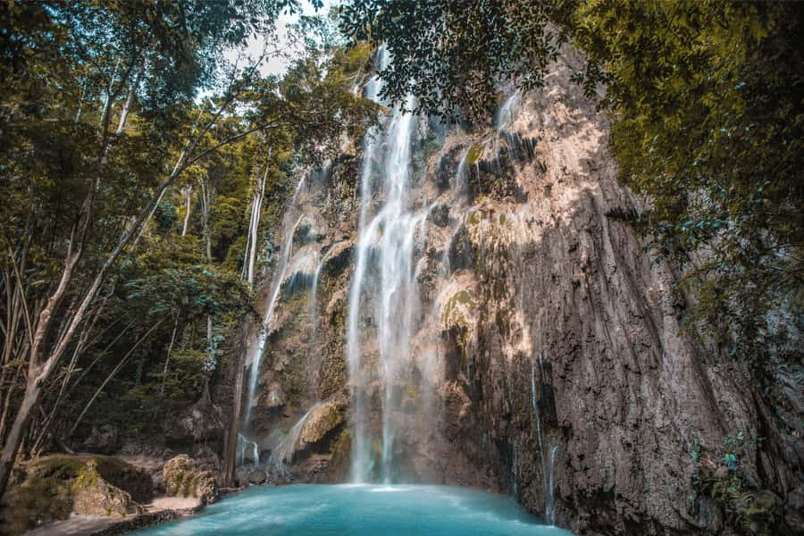 Cebu: Whale Shark, Monkey Sanctuary, & Moalboal Snorkel Tour - Key points at a glance