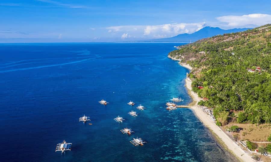 Cebu: Whale Shark, Monkey Sanctuary, & Moalboal Snorkel Tour - Who will enjoy this Cebu day tour