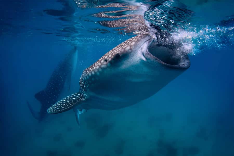 Cebu: Whale Shark, Monkey Sanctuary, & Moalboal Snorkel Tour - One long day from Cebu to Moalboal